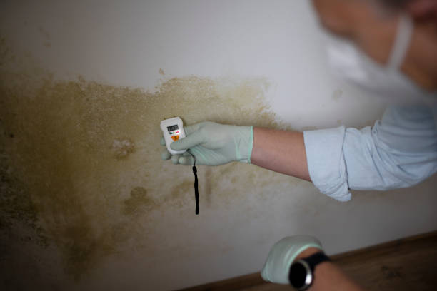 Best Local Mold Removal Service  in Wytheville, VA