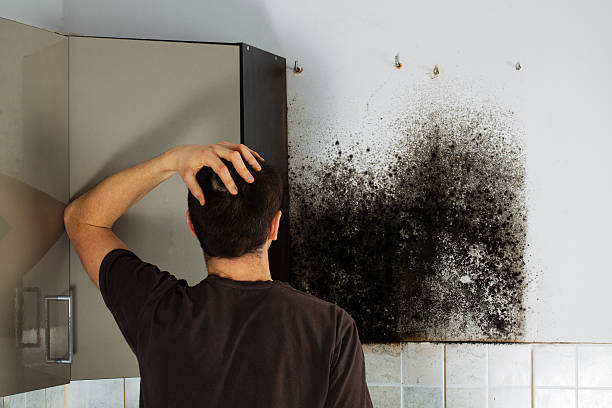 Reliable Wytheville, VA Mold Removal Solutions