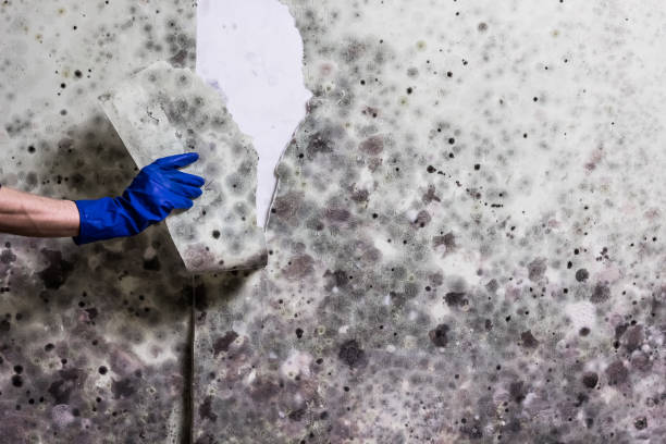 Best Professional Mold Removal  in Wytheville, VA