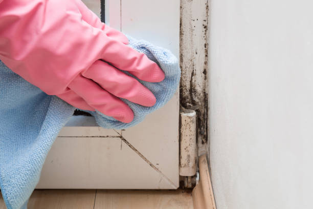 Best Same-Day Mold Removal  in Wytheville, VA